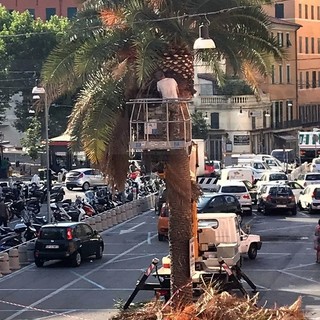 Sanremo: dopo piazza Bresca e Morgana ecco la potatura delle palme in piazza Eroi Sanremesi (Foto)