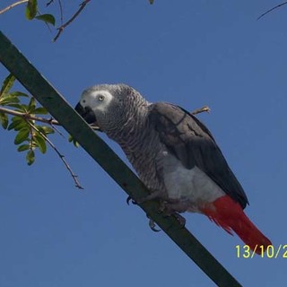 Imperia: domenica in via Musso, una mostra ornitologica con numerose specie di uccelli