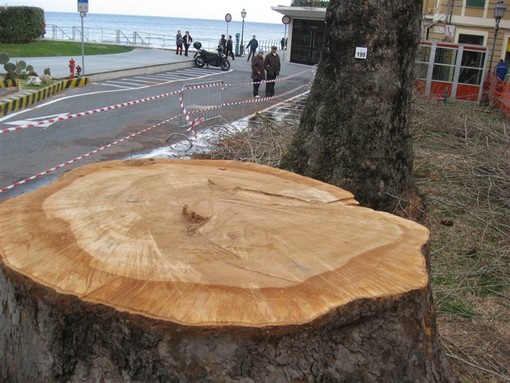 Gli alberi abbattuti nella centralissima piazza