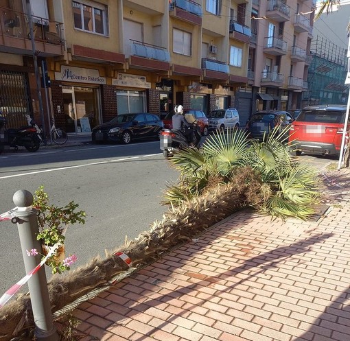 Vallecrosia, palma si spezza e cade sulla strada