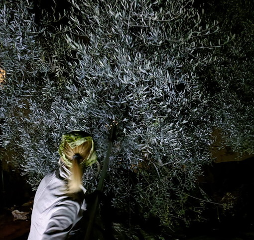 Seborga: domenica prossima una esperienza unica con la raccolta delle olive nella notte del Plenilunio