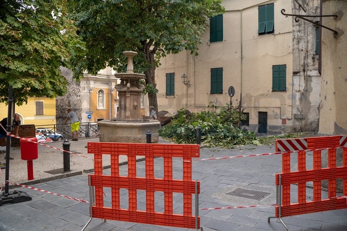 Taggia: grosso ramo cade in piazza Cavour, scattano messa in sicurezza e accertamenti sulla pianta