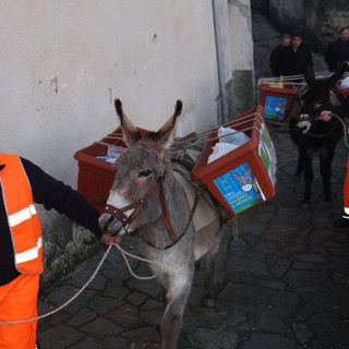 Montalto: l'asino Limone da operatore ecologico per la differenziata potrebbe essere 'riciclato' come guida turistica