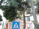 Sanremo: ramo pericolante in piazza Sardi, chiuso un marciapiede ed intervento di CC e VVF