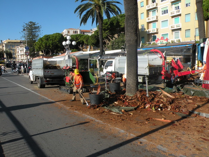 Sanremo: terminato l'intervento di risanamento delle palme infestate dal punteruolo rosso in Viale Nazario Sauro sul Porto Vecchio