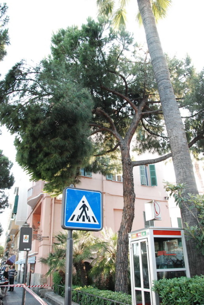 Sanremo: ramo pericolante in piazza Sardi, chiuso un marciapiede ed intervento di CC e VVF