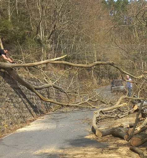 Sanremo: volontari aiutano la Polizia Provinciale a rimuovere i rami caduti sulla strada per Bajardo (Foto)