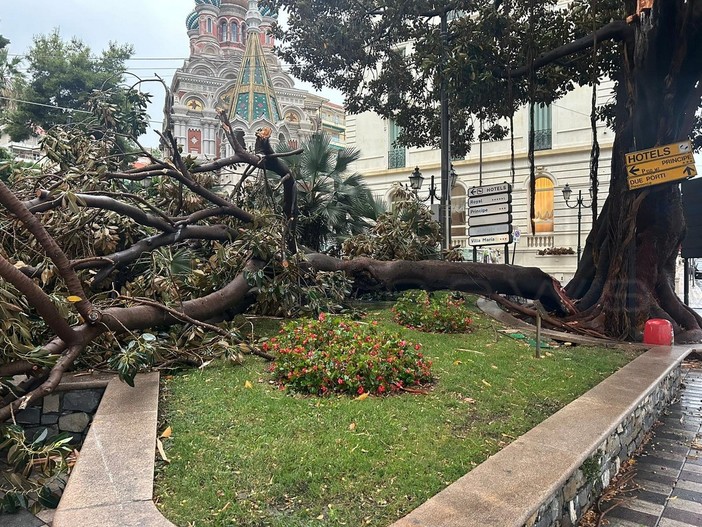 Sanremo: il maltempo di stamattina sradica un grosso ramo della magnolia di largo Nuvoloni (Foto)