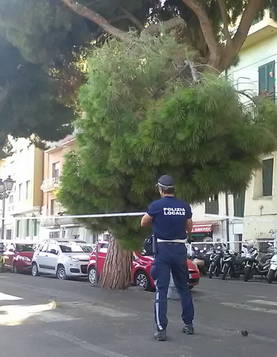 Sanremo: grosso ramo rischia di cadere sulla ciclabile, la Municipale delimita il tratto ed i Vvf tagliano il ramo (Foto)