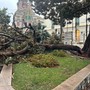 Sanremo: il maltempo di stamattina sradica un grosso ramo della magnolia di largo Nuvoloni (Foto)