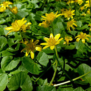 Ranunculus Ficaria