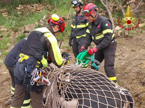 Sanremo: duro lavoro per i Vigili del Fuoco a San Giovanni dei Prati, recuperato un toro ferito (Foto e Video)