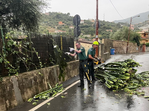 Sanremo: danni per il maltempo di stamattina, i Rangers rimuovono un grosso cactus (Foto)