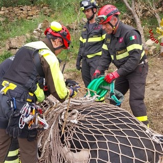 Sanremo: duro lavoro per i Vigili del Fuoco a San Giovanni dei Prati, recuperato un toro ferito (Foto e Video)