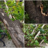Taggia: grosso ramo si stacca da un albero nel centro storico e finisce su una panchina