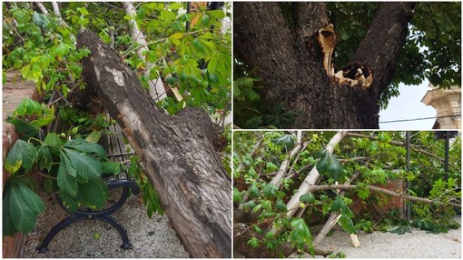 Taggia: grosso ramo si stacca da un albero nel centro storico e finisce su una panchina