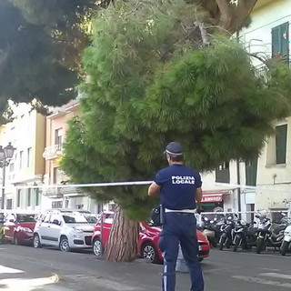 Sanremo: grosso ramo rischia di cadere sulla ciclabile, la Municipale delimita il tratto ed i Vvf tagliano il ramo (Foto)