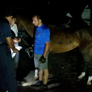 Carpasio: mobilitazione di soccorsi per un cavallo caduto in una fascia, intervento dei Vigili dek Fuoco (Foto)