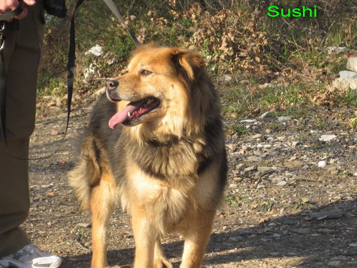 Ospedaletti: la cagnolina Sushi è in cerca di una vera famiglia