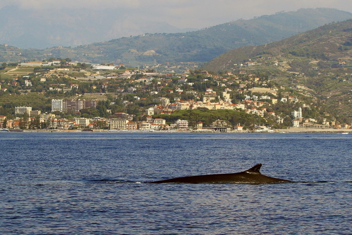 Gigantesche balenottere comuni e maestosi capodogli a un miglio dalla costa del ponente ligure