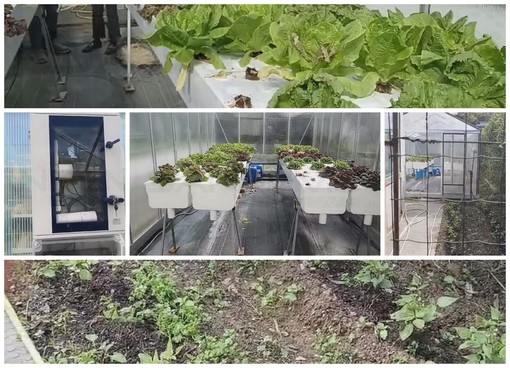 Ospedaletti: una serra a scuola, i ragazzi coltivano l'insalata e la mangiano insieme alle famiglie (Foto e Video)