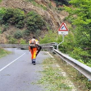 Valle Argentina: lavori per la messa in sicurezza, prosegue lo sfalcio della strada provinciale 548 (Foto)