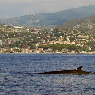 Gigantesche balenottere comuni e maestosi capodogli a un miglio dalla costa del ponente ligure