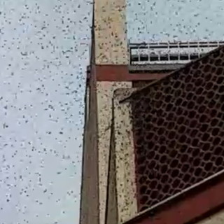 Sanremo: sciame di api in via Goethe, intervento dei Vigili del Fuoco e di un apicoltore (Video)