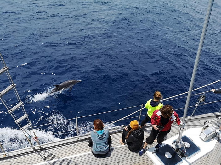 E' iniziata ieri la stagione di avvistamenti nel Santuario dei Cetacei: ecco i primi delfini che salutano gli appassionati (Foto e Video)