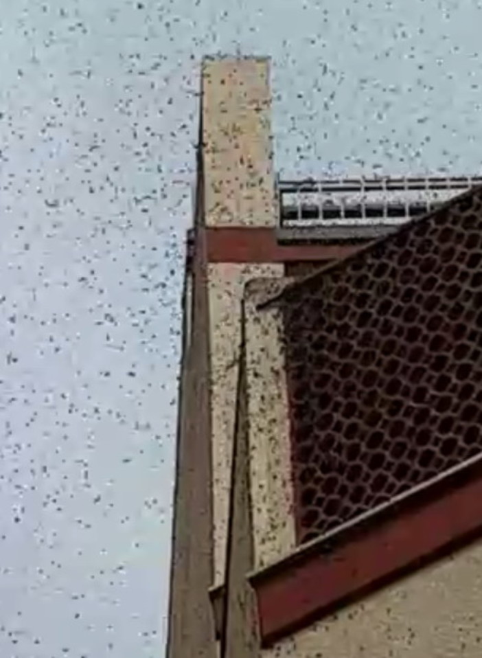 Sanremo: sciame di api in via Goethe, intervento dei Vigili del Fuoco e di un apicoltore (Video)