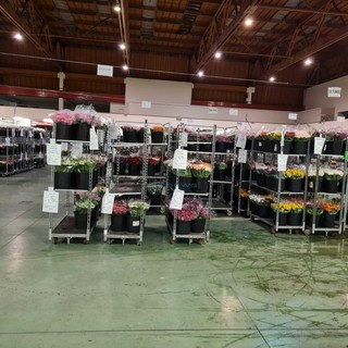 Il Mercato dei Fiori di Sanremo