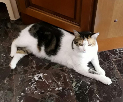 Enpa di Sanremo: la gattina Shila cerca una nuova casetta