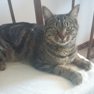 Bordighera: smarrito il gatto &quot;Spit&quot;. l'Appello dei proprietari