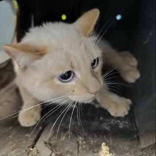 Sanremo: gatto finisce in un'intercapedine in via Tivoli, salvato dall'intervento dei Vigili del Fuoco (Video)