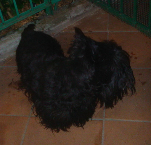 Sanremo: coppia di scottish terrier neri trovata a Coldirodi, l'appello per cercare i proprietari