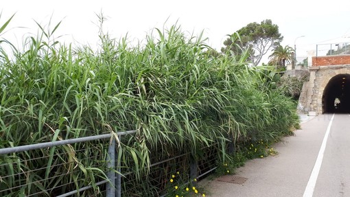 Sanremo: scarsa manutenzione sulla pista ciclabile, la lamentela di un lettore (Foto)