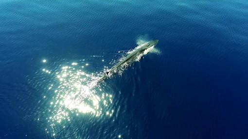 Consigliere comunale di Santo Stefano al Mare nel 'Santuario dei Cetacei': &quot;E' davvero incredibile&quot; (Foto e Video)