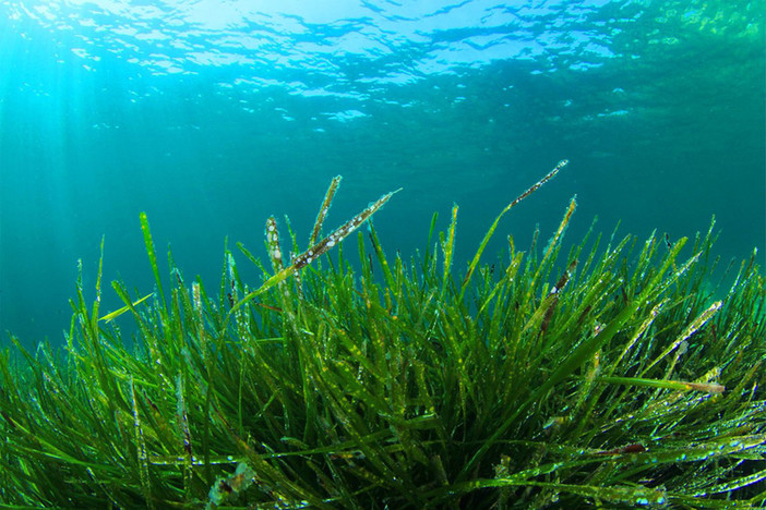 La Spirulina è una tra le fonti più ricche di energia nel mondo: scoprila da SanremoBio