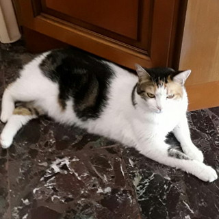 Enpa di Sanremo: la gattina Shila cerca una nuova casetta