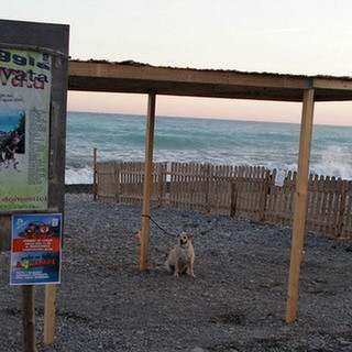 La prossima stagione balneare avrà la spiaggia per cani: la soddisfazione della Lega per la Difesa del Cane