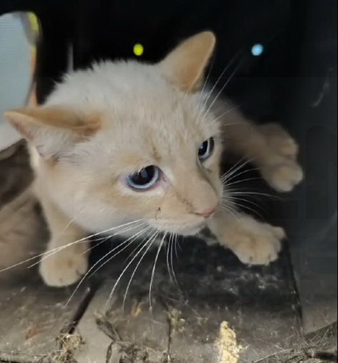 Sanremo: gatto finisce in un'intercapedine in via Tivoli, salvato dall'intervento dei Vigili del Fuoco (Video)