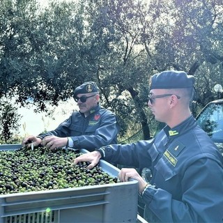 Olio venduto come 'Taggiasco' ma acquistato fuori zona: la Gdf di Savona denuncia due coniugi titolari di un agriturismo