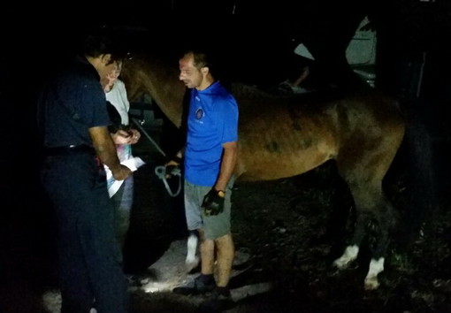 Carpasio: mobilitazione di soccorsi per un cavallo caduto in una fascia, intervento dei Vigili dek Fuoco (Foto)