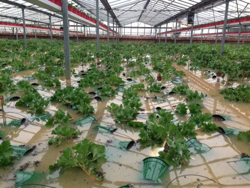 Agricoltura, si fa la conta dei danni: nell'imperiese crolli di serre, muri a secco ed allagamenti