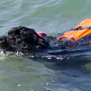 Diano Marina: grande successo per l'esercitazione di salvamento con acquabike e cani Terranova