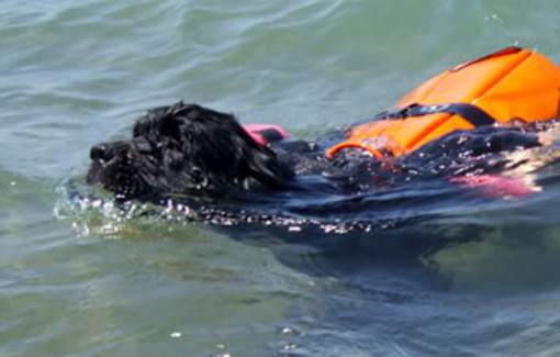 Diano Marina: grande successo per l'esercitazione di salvamento con acquabike e cani Terranova