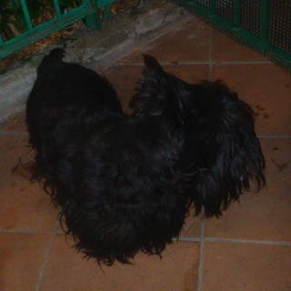 Sanremo: i due scottish terrier sono tornati nella loro casa