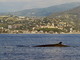 Gigantesche balenottere comuni e maestosi capodogli a un miglio dalla costa del ponente ligure