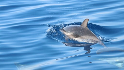 Tra vele e cetacei. Delfini Del Ponente presenta la mostra fotografica &quot;I Giganti del Mar Ligure&quot;