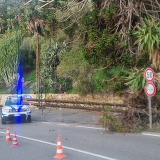 Dopo l'ennesimo crollo a Bordighera: 'Azione' chiede l'immediata dismissione della linea filoviaria